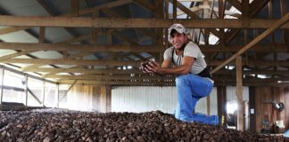Bioeconomia amazônica: renda, floresta em pé e os gargalos que ainda travam o desenvolvimento Reprodução