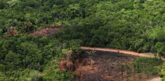 Pará lidera risco de desmatamento na Amazônia em 2026, aponta PrevisIA Inteligência Artificial do Imazon mapeia o risco de desmate para orientar fiscalização. Saiba quais cidades e Unidades de Conservação precisam de atenção urgente