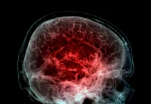 A ciência brasileira mapeia plásticos no cérebro do Sirius ao consultório Foto: Photograph Samunella