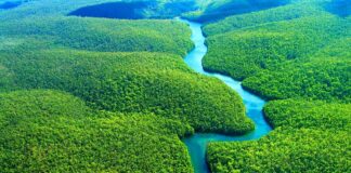 Integridade define futuro do mercado de carbono