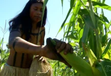 Tecnologias ancestrais desafiam modelos modernos de adaptação climática Foto: Reprodução/TV Anhanguera