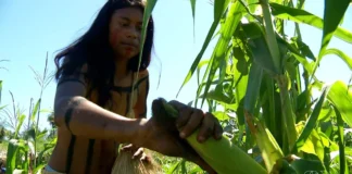 Tecnologias ancestrais desafiam modelos modernos de adaptação climática Foto: Reprodução/TV Anhanguera