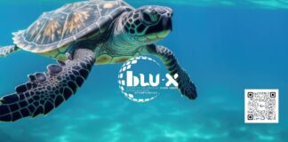 Blu-X coloca Cabo Verde no radar do capital verde brasileiro