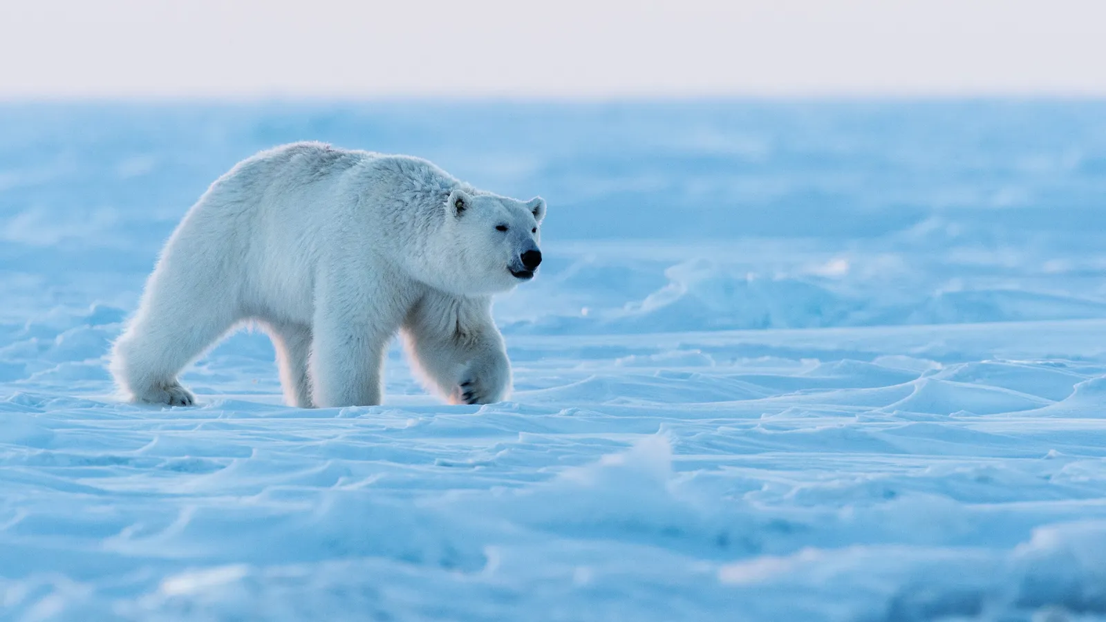 Reconstruindo o albedo: como o gelo artificial pode salvar as cidades costeiras 2 Reprodução - NatGeo