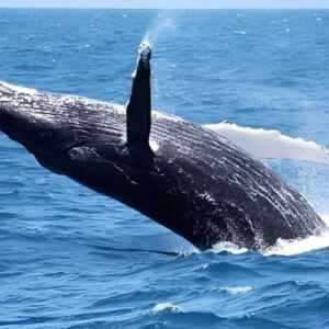 A metamorfose química que ameaça a vida marinha enquanto o oceano agoniza Reprodução - Petrobrás