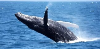 A metamorfose química que ameaça a vida marinha enquanto o oceano agoniza Reprodução - Petrobrás