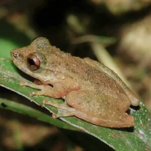 Nova perereca amplia mapa da biodiversidade no Cerrado Foto: ZOOTAXA/Divulgação