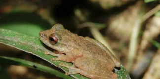 Nova perereca amplia mapa da biodiversidade no Cerrado Foto: ZOOTAXA/Divulgação