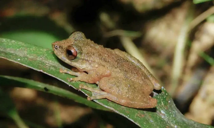 Foto: ZOOTAXA/Divulgação