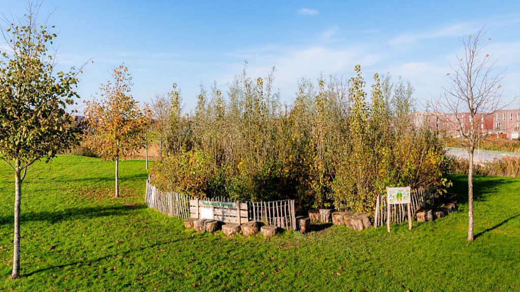 Porto Velho aposta em microflorestas urbanas e transforma vazios em pomares públicos 1 Reprodução