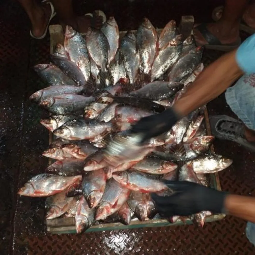 Foto: Divulgação/Idaam