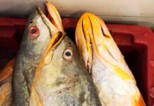 Brasil responde por 70% do comércio mundial de bexiga de peixes para a Ásia Pescada amarela no Brasil - Reprodução