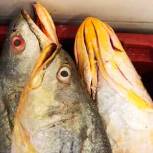 Brasil responde por 70% do comércio mundial de bexiga de peixes para a Ásia Pescada amarela no Brasil - Reprodução