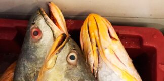 Brasil responde por 70% do comércio mundial de bexiga de peixes para a Ásia Pescada amarela no Brasil - Reprodução