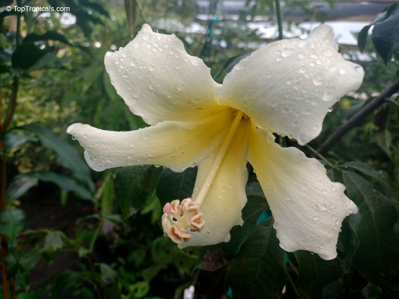 Por que o silêncio da Samaúma, o "tambor do mundo", ameaça a Amazônia 2 Reprodução