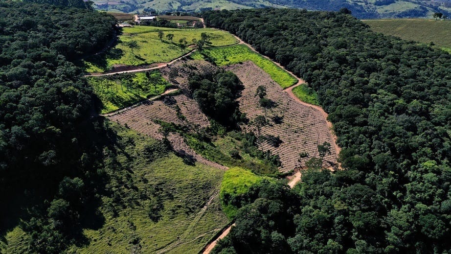 restauracao florestal