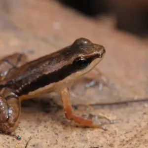 Amazônia revela novas espécies de anfíbios em áreas protegidas Reprodução