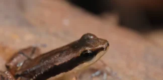 Amazônia revela novas espécies de anfíbios em áreas protegidas Reprodução