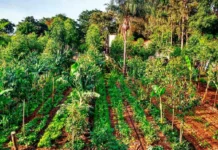 Agricultura regenerativa muda cálculo de risco no campo Sistema agroflorestal - Reprodução/Ecoagri