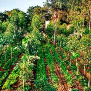 Agricultura regenerativa muda cálculo de risco no campo Sistema agroflorestal - Reprodução/Ecoagri