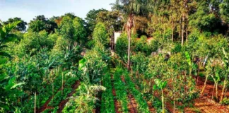 Agricultura regenerativa muda cálculo de risco no campo Sistema agroflorestal - Reprodução/Ecoagri