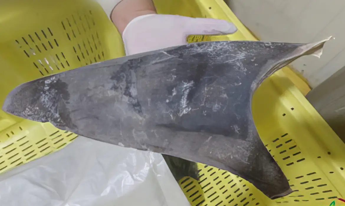 Ibama proíbe exportação de barbatanas de tubarão-azul em todo o Brasil 2 © Ibama/Gov.Br