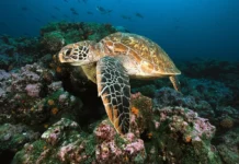 O calor que silencia os machos: a feminização dos quelônios Foto de Chris Newbert/NETGEO