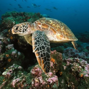 O calor que silencia os machos: a feminização dos quelônios Foto de Chris Newbert/NETGEO