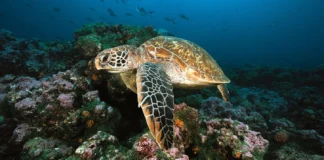 O calor que silencia os machos: a feminização dos quelônios Foto de Chris Newbert/NETGEO