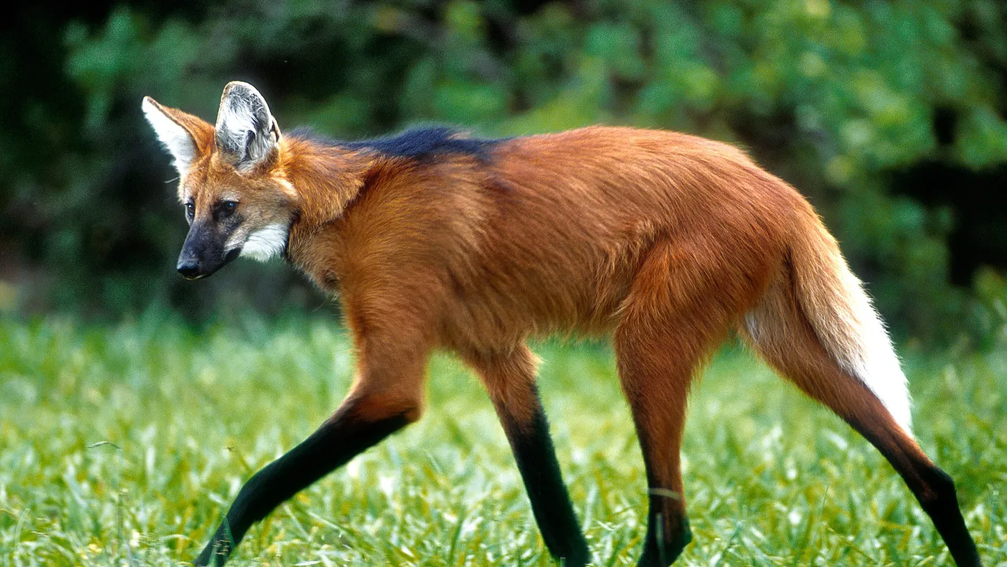 Reprodução - NETGEO