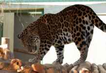 Onça-pintada resgatada em Roraima entra em nova fase de reabilitação foto: Paula Rafiza/Ibama