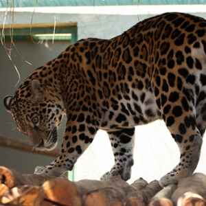 Onça-pintada resgatada em Roraima entra em nova fase de reabilitação foto: Paula Rafiza/Ibama