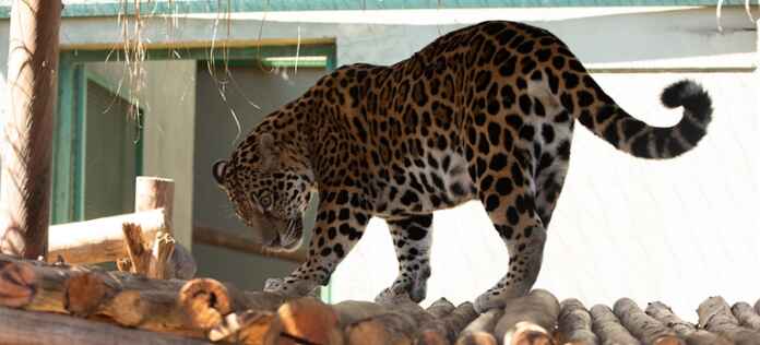 0fb7294f-b2e6-4794-bc2f-10de95f34337 foto: Paula Rafiza/Ibama