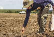 O Cerrado invisível: por que plantar árvores pode secar as nascentes do Brasil Foto: Dudu Coladetti