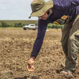 O Cerrado invisível: por que plantar árvores pode secar as nascentes do Brasil Foto: Dudu Coladetti