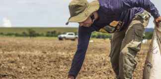 O Cerrado invisível: por que plantar árvores pode secar as nascentes do Brasil Foto: Dudu Coladetti