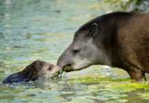 Pesquisa revela uso de agrotóxicos banidos em áreas habitadas por antas no MS Reprodução - Ipê.org
