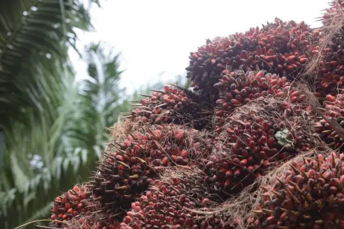 O impasse jurídico que faz a palma apodrecer no pátio da Mejer