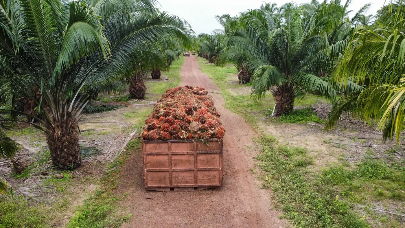 O impasse jurídico que faz a palma apodrecer no pátio da Mejer