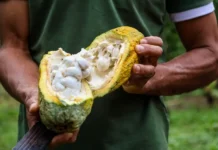 Governo do Pará integra dados para certificar produção de cacau Foto: Ag. Pará