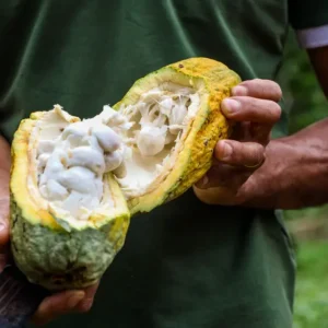 Governo do Pará integra dados para certificar produção de cacau Foto: Ag. Pará