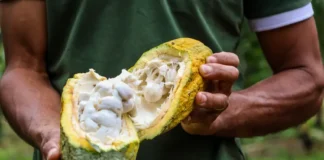 Governo do Pará integra dados para certificar produção de cacau Foto: Ag. Pará