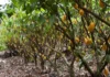 Pará bate recorde de produtividade e lidera produção de cacau no Brasil