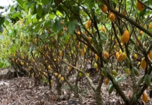 Pará bate recorde de produtividade e lidera produção de cacau no Brasil