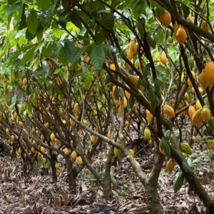 Pará bate recorde de produtividade e lidera produção de cacau no Brasil