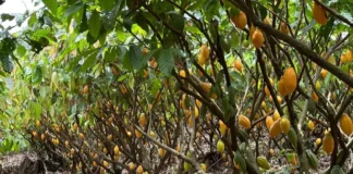 Pará bate recorde de produtividade e lidera produção de cacau no Brasil
