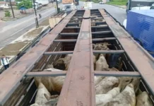 Operação da Sefa apreende gado e arame avaliados em R$ 740 mil no Pará Ag. Pará