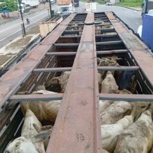 Operação da Sefa apreende gado e arame avaliados em R$ 740 mil no Pará Ag. Pará