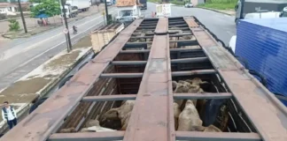Operação da Sefa apreende gado e arame avaliados em R$ 740 mil no Pará Ag. Pará