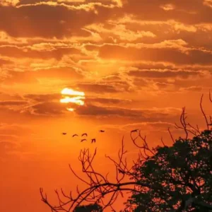 Pesquisa na Flórida mostra que experiência protege agricultores do calor severo Foto: Henrique Kawaminami